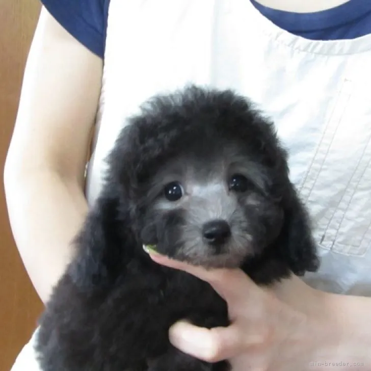 ID：2307-02496の子犬