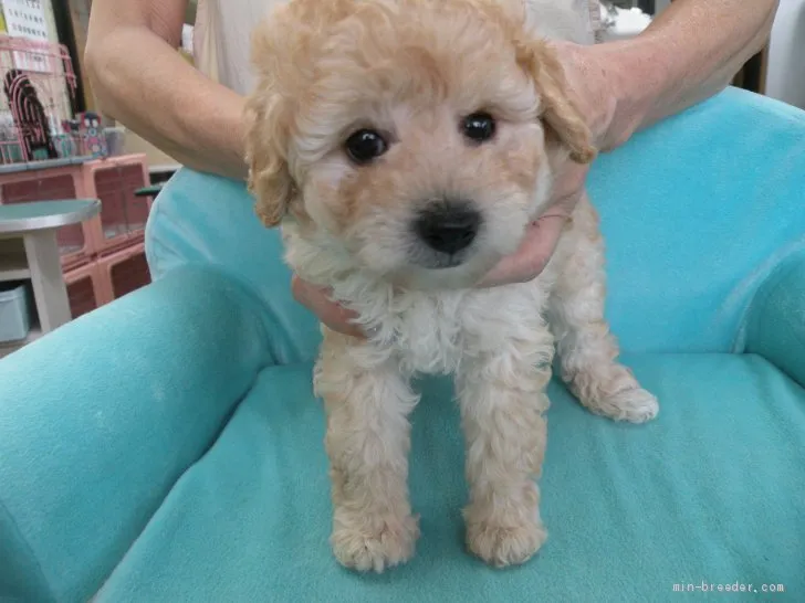 ID:2006-02118の子犬
