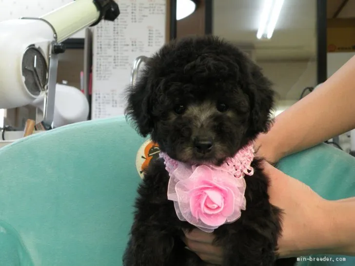 ID：1911-00893の子犬
