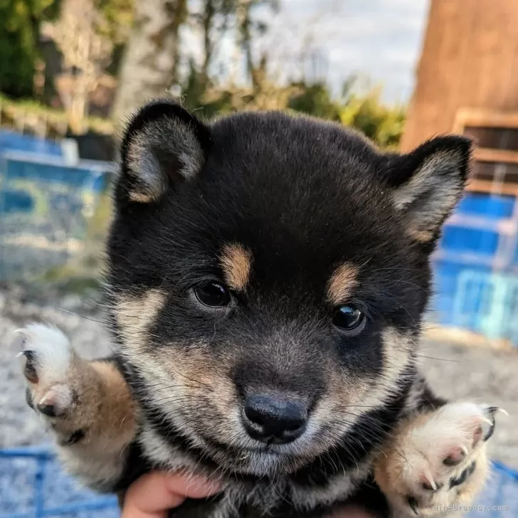 ID：2401-05369の子犬