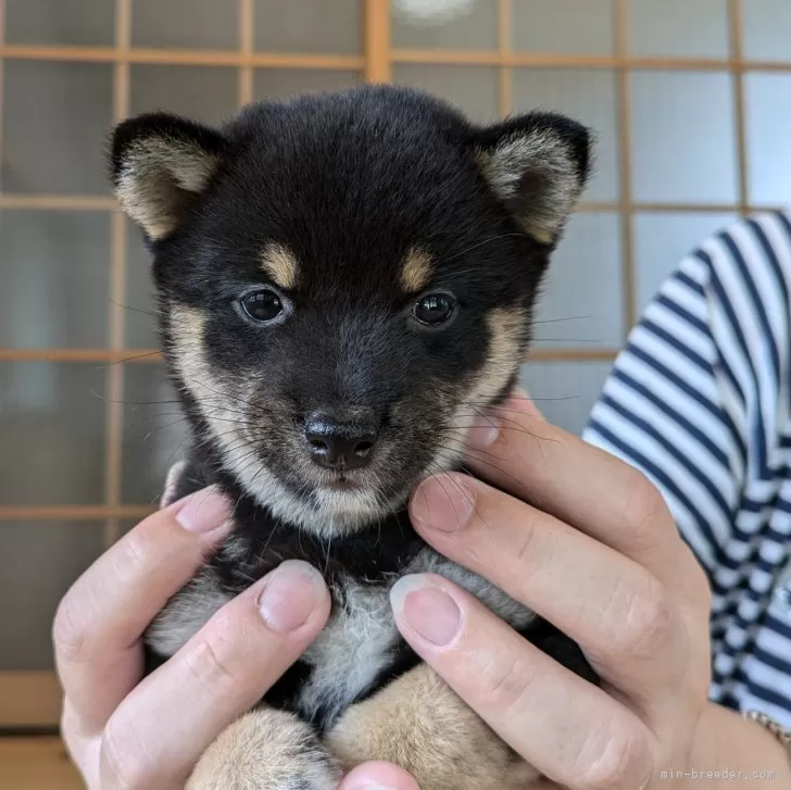 ID：2407-05280の子犬