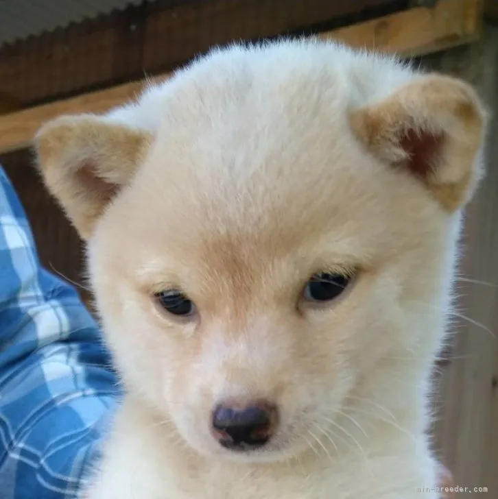 豆柴【大分県・女の子・2023年7月8日・白】の写真1「小さく生まれました。」