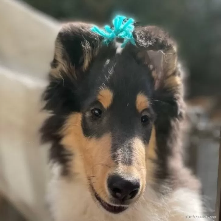 ID：2402-03598の子犬