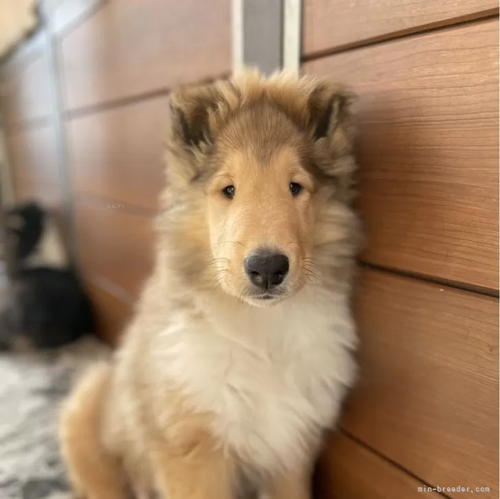 ID:2402-02960の子犬