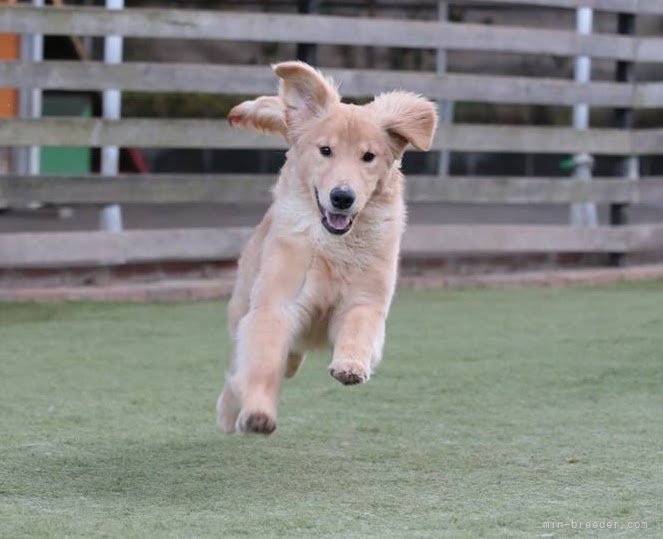 伏見一人ブリーダーのブログ：ゴールデン4月20日生まれの女の子！