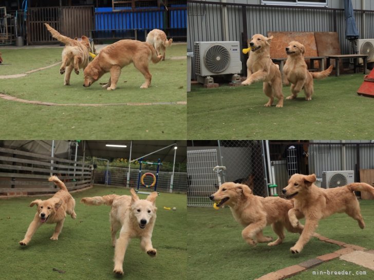 伏見一人ブリーダーのブログ：ゴールデン6月２日生まれ！