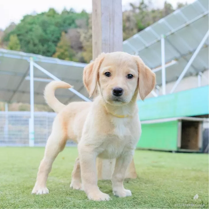 ID：2412-05639の子犬