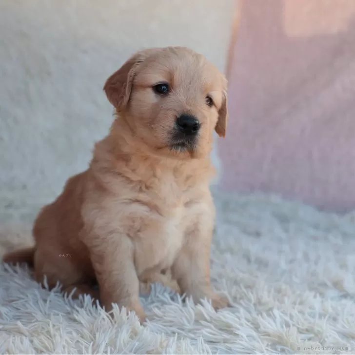 ゴールデンレトリバー【埼玉県・女の子・2025年11月5日・ゴールド】の写真1