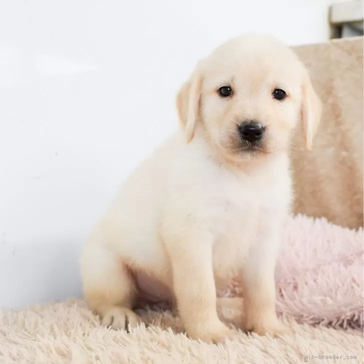 ID：2508-03418の子犬