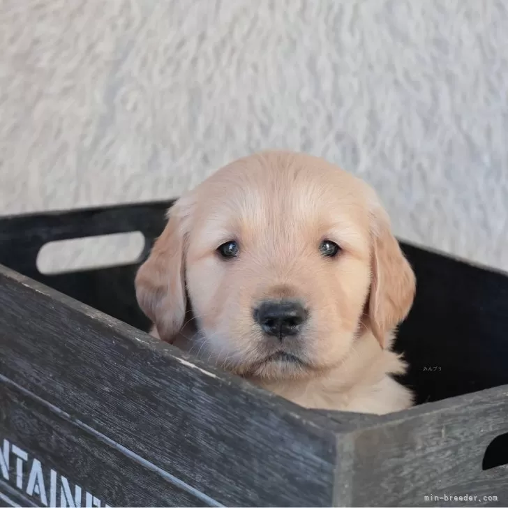 ID：2512-02911の子犬