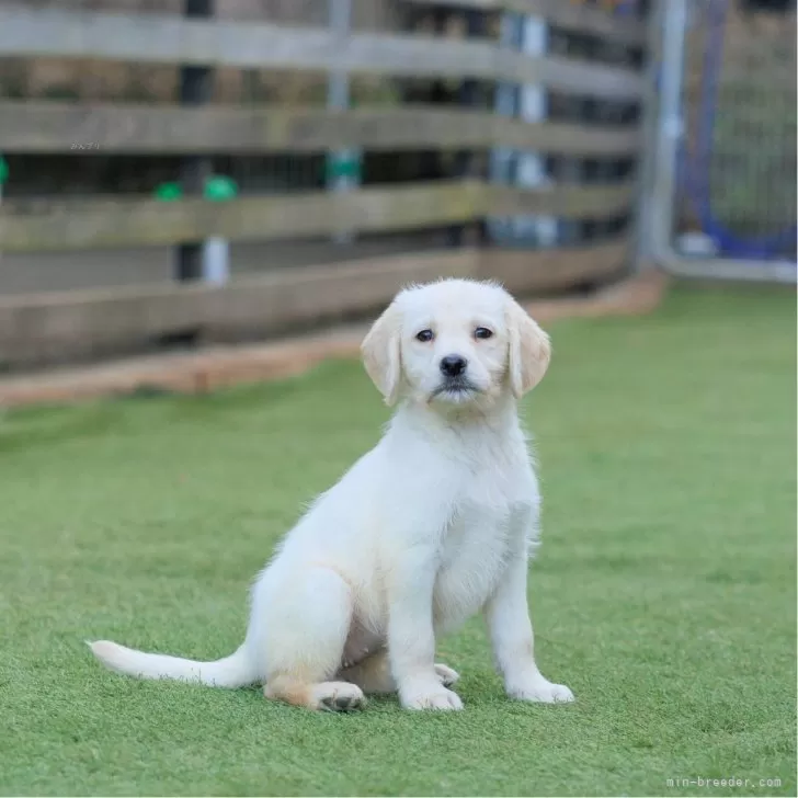 ID:2412-05642の子犬