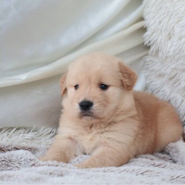 ゴールデンレトリバー【埼玉県・女の子・2025年11月5日・ゴールド】の写真「くっきりした顔立ちの女の子！」