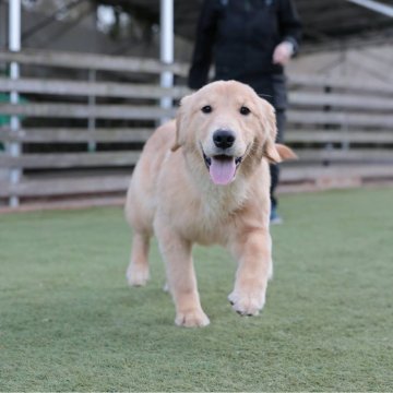 ゴールデンレトリバー【埼玉県・女の子・2025年4月20日・ゴールド】の写真「遊び心いっぱい元気な女の子
小ぶりちゃん！」