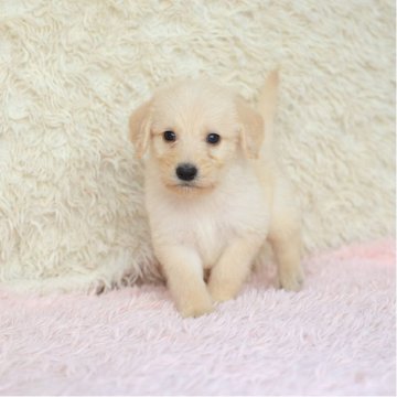 ロップー(ロットワイラー×スタンダードプードル)【埼玉県・男の子・2025年8月21日・クリーム】の写真「兄弟で犬の社会が中！」