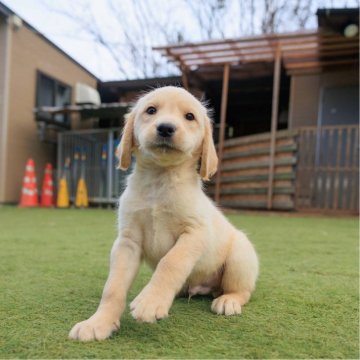 シェパドール(MIX犬)【埼玉県・男の子・2024年10月31日・イエロー】の写真「識別リボン；なし」