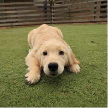 ゴールデンレトリバー【埼玉県・女の子・2025年6月2日・ゴールド】の写真「のびのびと成長しております。」