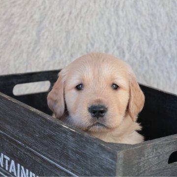 ゴールデンレトリバー【埼玉県・男の子・2025年11月5日・ゴールド】の写真「スマートな顔立ちの男の子！」