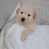 ゴールデンレトリバー