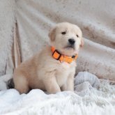 ゴールデンレトリバー