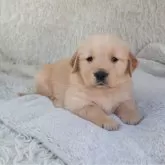 ゴールデンレトリバー【埼玉県・女の子・2025年11月5日・ゴールド】の写真1