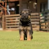 ジャーマン・シェパード・ドッグ【埼玉県・女の子・2025年2月4日・ブラック&タン】の写真1