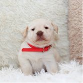 ラブラドールレトリバー