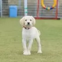 シェパドール(MIX犬)【埼玉県・女の子・2024年10月31日・イエロー】の写真2