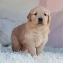 ゴールデンレトリバー【埼玉県・女の子・2025年11月5日・ゴールド】の写真4