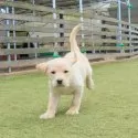 シェパドール(MIX犬)【埼玉県・男の子・2024年10月31日・イエロー】の写真5