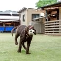 ラブラドールレトリバー【埼玉県・男の子・2025年2月8日・チョコレート】の写真6