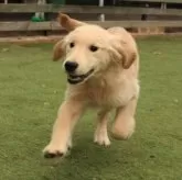 ゴールデンレトリバー【埼玉県・男の子・2025年6月2日・ゴールド】の写真7