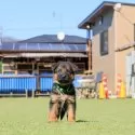 ジャーマン・シェパード・ドッグ【埼玉県・女の子・2025年2月4日・ブラック&タン】の写真8