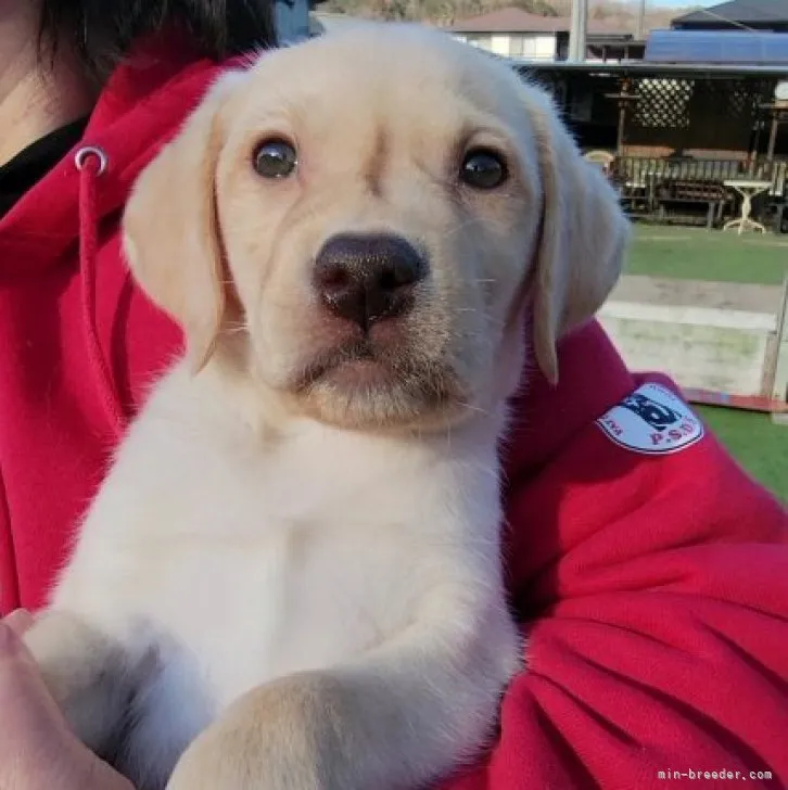 ID:2301-04230の子犬