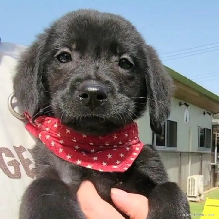 ID:2303-01877の子犬