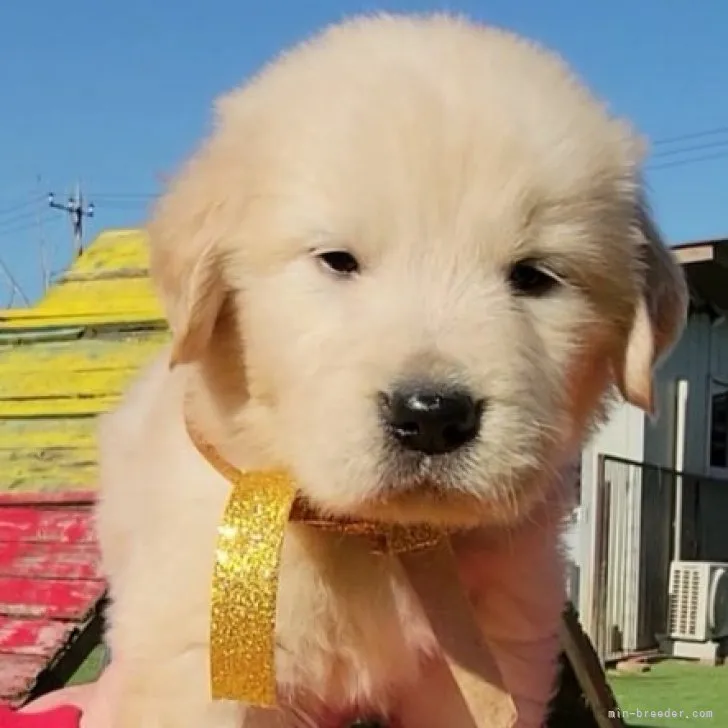 ID：2301-03524の子犬