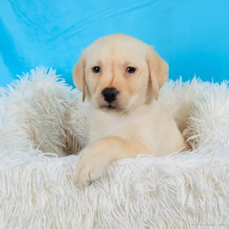 ID:2410-06919の子犬