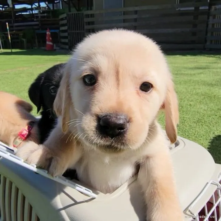 ID:2302-03948の子犬