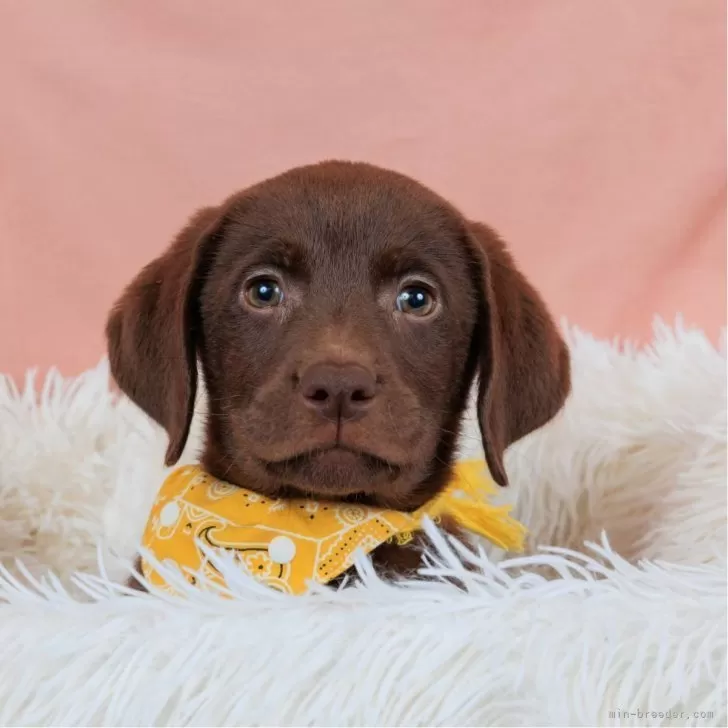 ID:2410-01650の子犬