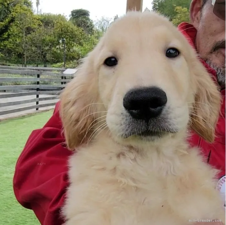 ゴールデンレトリバー【埼玉県・男の子・2023年7月20日・ゴールド】の写真1「2023.11.15 再撮影」