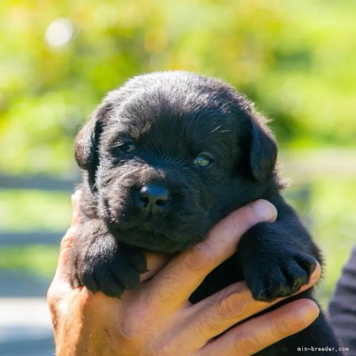 ID:2209-03382の子犬