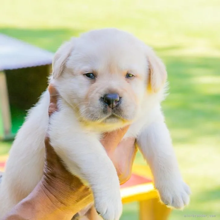 ID:2209-03823の子犬