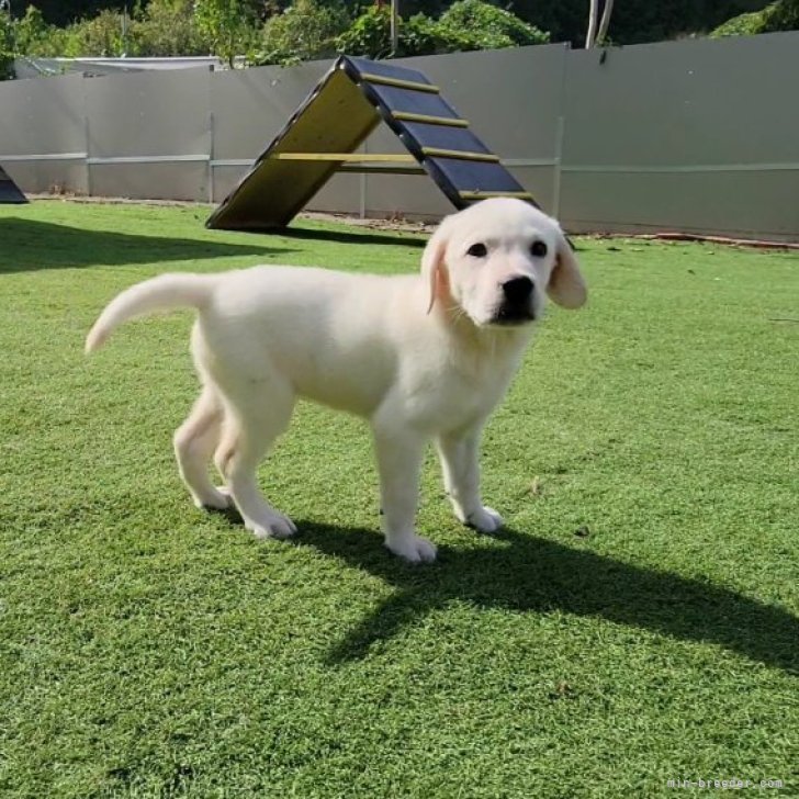 犬用トイレ 子犬用トイレトレイ 大型犬トイレ ペットのおしっこトイレ マーキングポール付きトイレ お手入れ簡単 トイレ用トイレ メッシュグリッド 屋内 屋外 小便器 猫のトレーナー コーナー 洗面台用