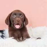 ラブラドールレトリバー【埼玉県・女の子・2024年8月6日・チョコレート】の写真1