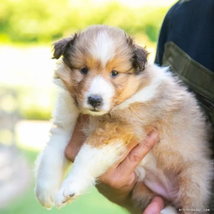 ID:2209-03436の子犬