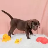 ラブラドールレトリバー【埼玉県・女の子・2024年8月6日・チョコレート】の写真5