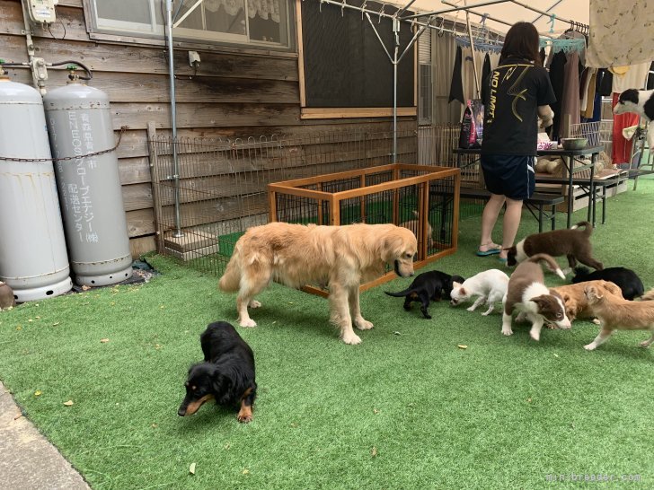 犬舎風景｜川村　与志明(かわむら　よしあき)ブリーダー(青森県・ボーダーコリーなど・JKC登録)の紹介写真7