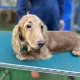 ミニチュアダックスフンド(ロング)【青森県・男の子・2025年4月4日・レッド】の写真5