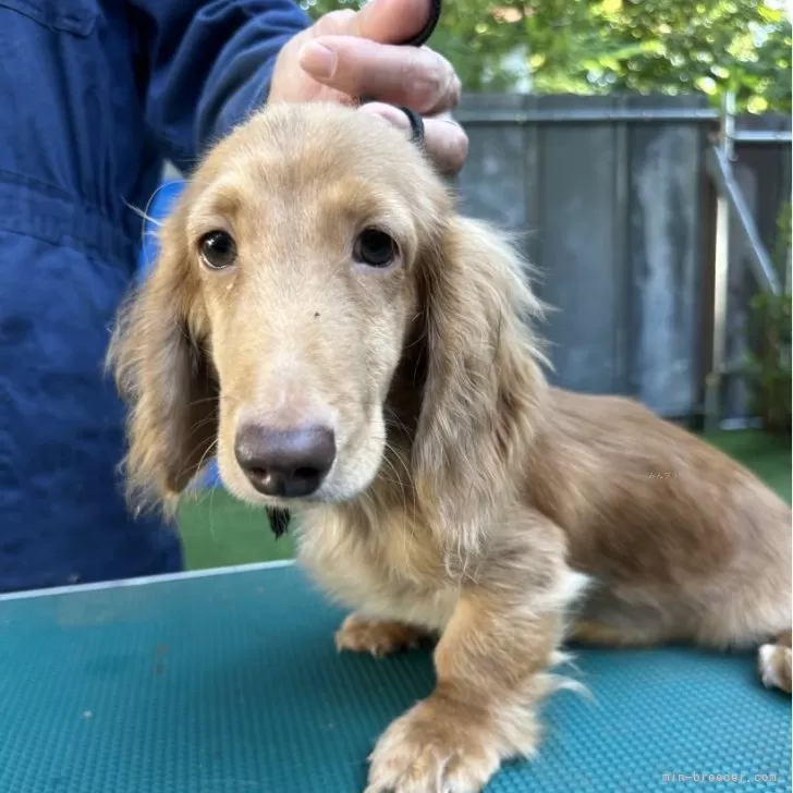 ID：2505-02022の子犬