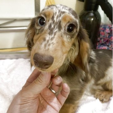 ミニチュアダックスフンド(ロング)【青森県・女の子・2025年5月20日・チョコレートダップル】の写真「綺麗な柄のチョコダップル☆美ワンコ☆」