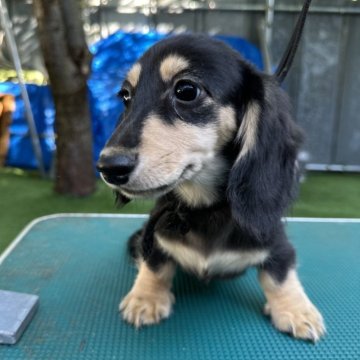 ミニチュアダックスフンド(ロング)【青森県・女の子・2025年5月18日・ブラック&イエロー】の写真「可愛いお顔の女の子☆」